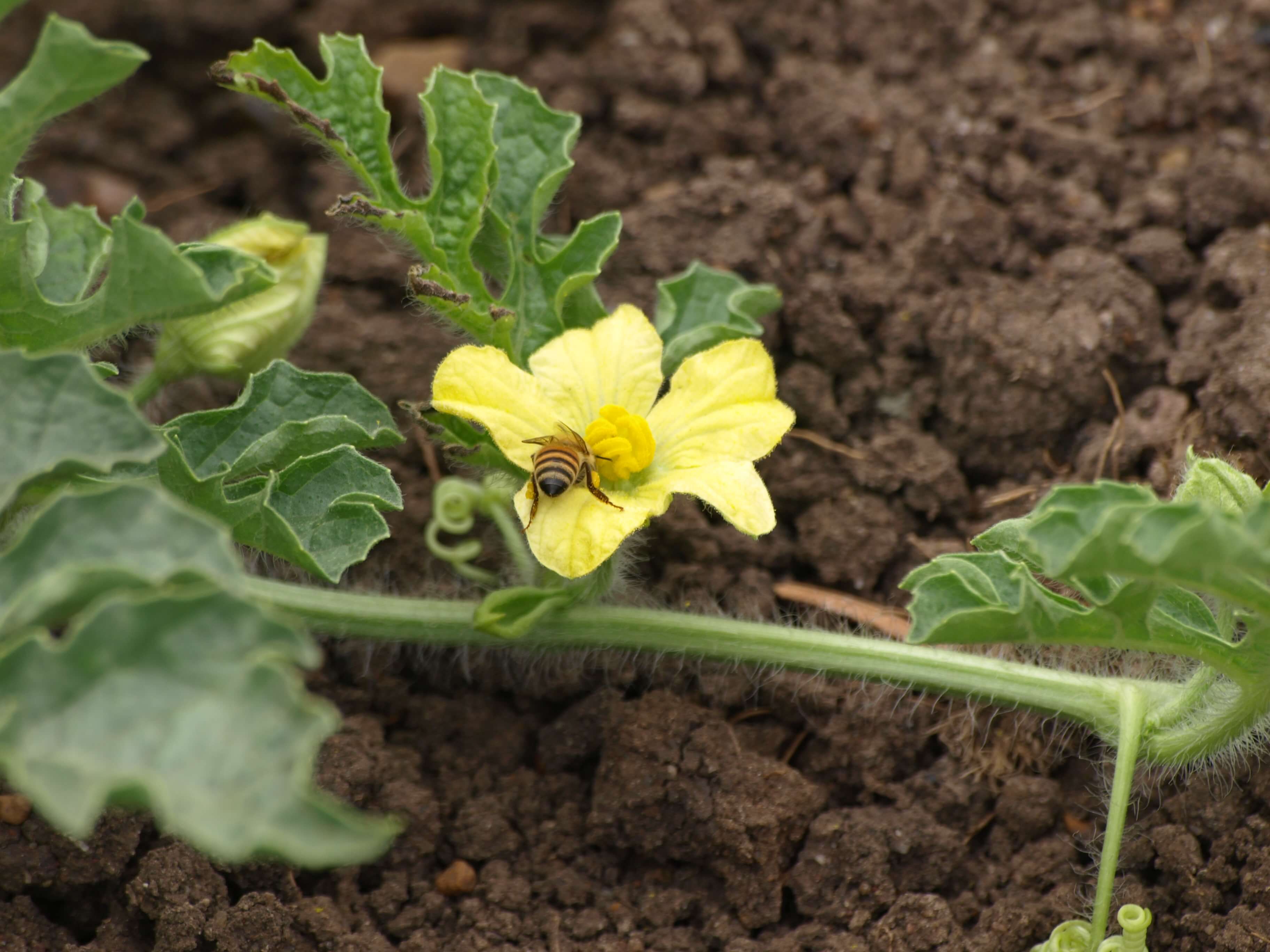 Professional farm oversight