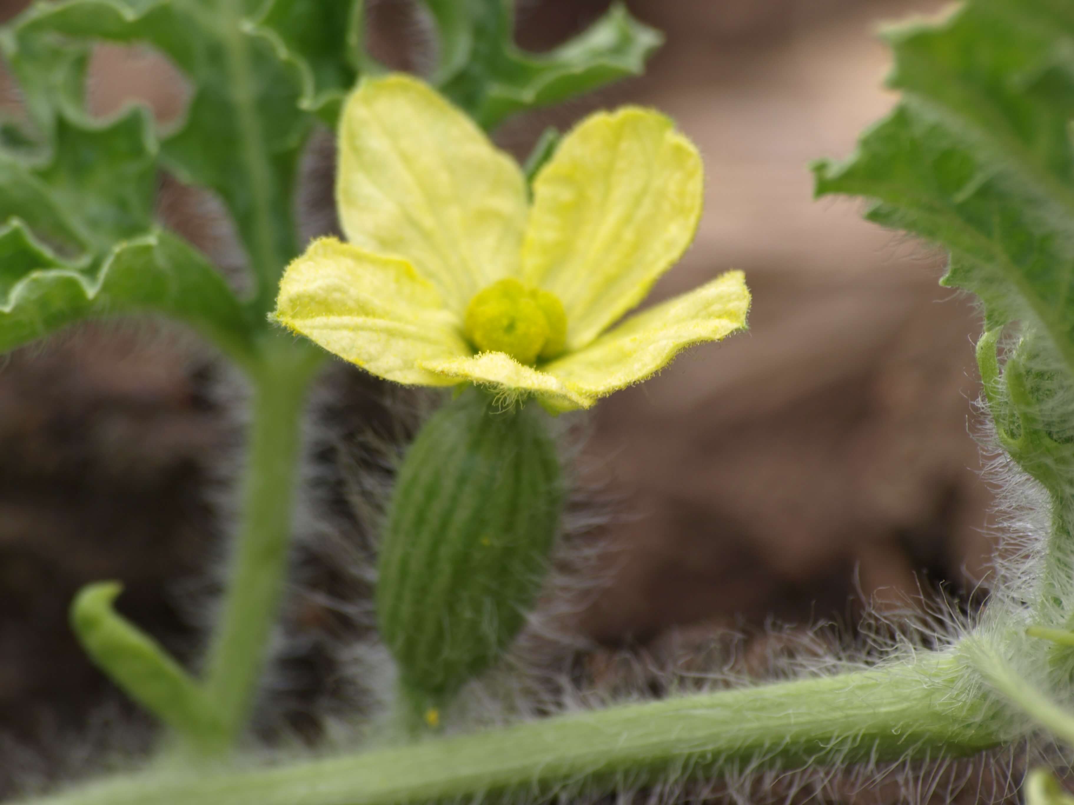 Drip irrigation and greenhouse systems