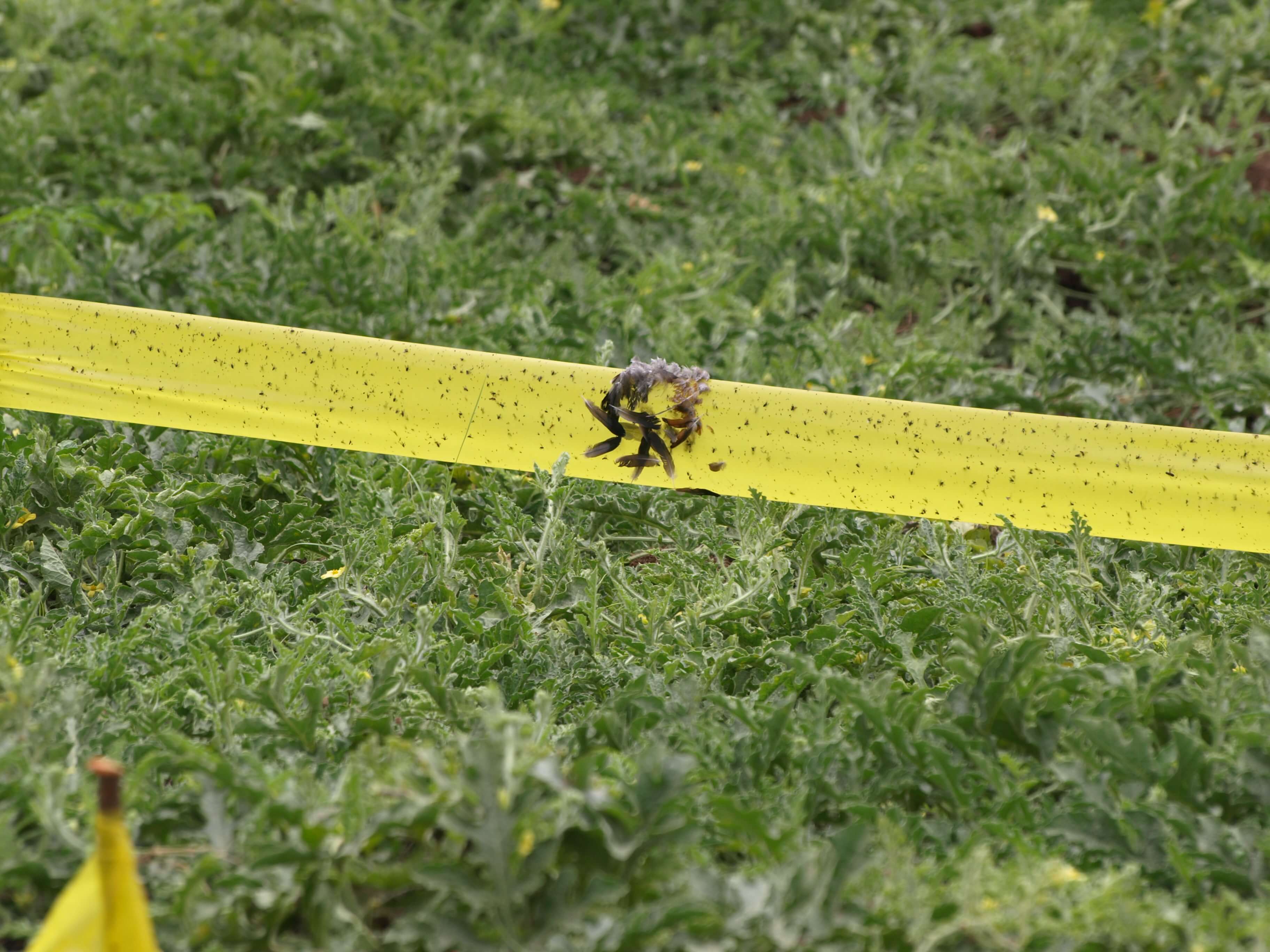 Agronomist supporting field operations